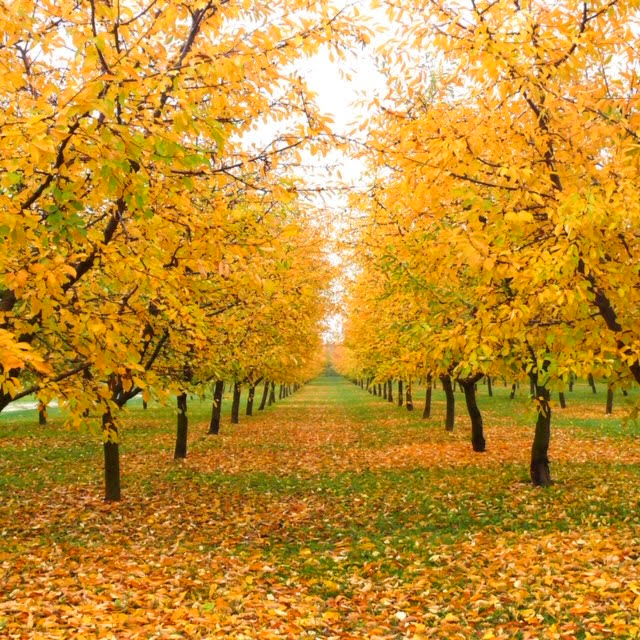 Ca' del Rio in autunno